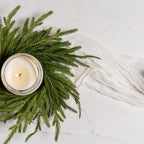 12" Norfolk Pine CR