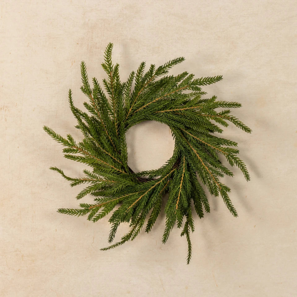 12" Norfolk Pine CR