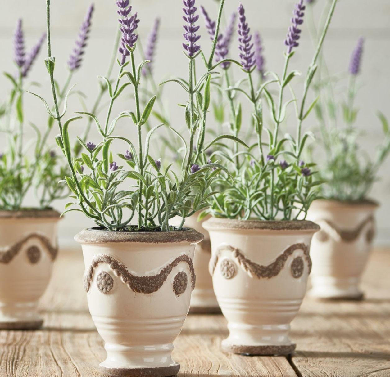 indoor french lavender plant 13" French Lavender Drop In