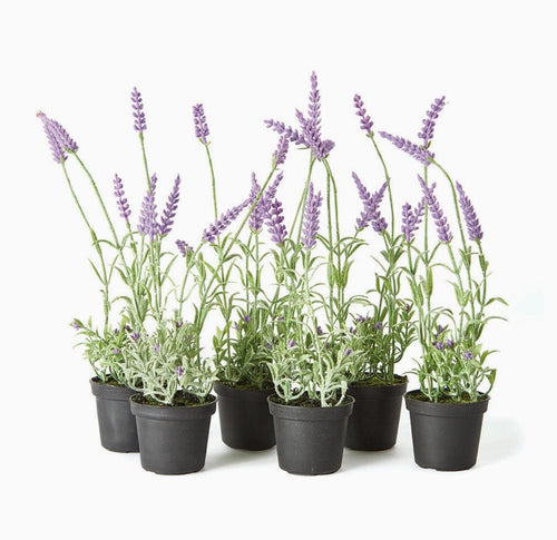 13" French Lavender Drop In