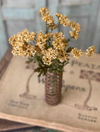 13" Fennel Flower Bundle