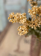 13" Fennel Flower Bundle