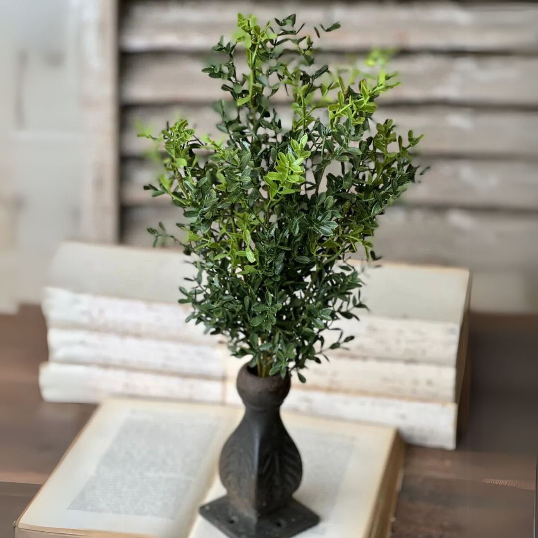 New England Boxwood Bush