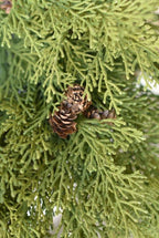 North Rim Hemlock Garland