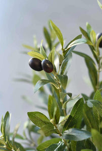 32" Potted Olive Tree