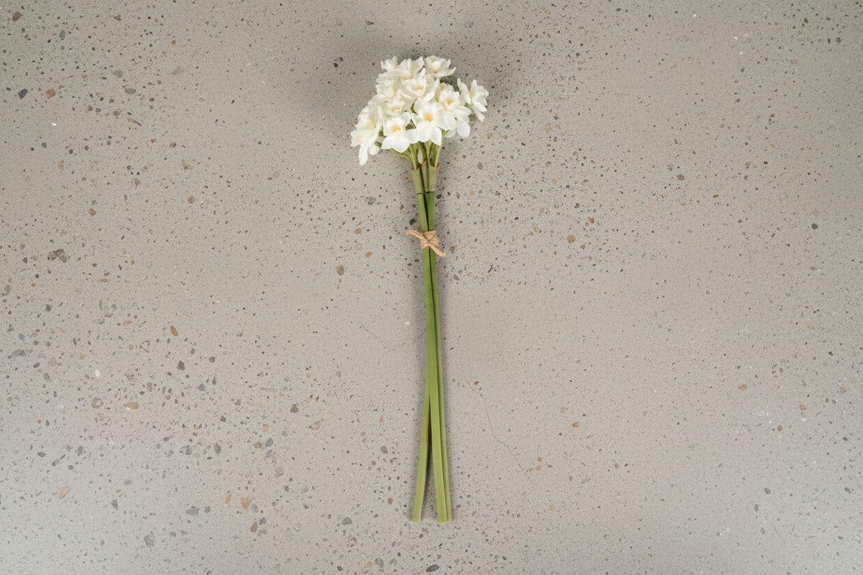 Paper White Narcissus Bunch