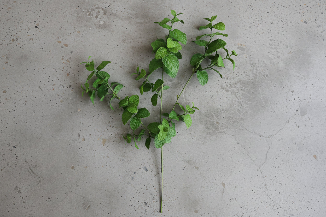 Garden Mint Stem