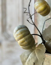 Vine Pumpkin Green