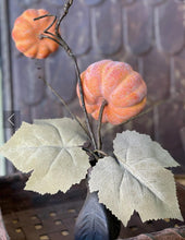 Orange Pumpkins Vine
