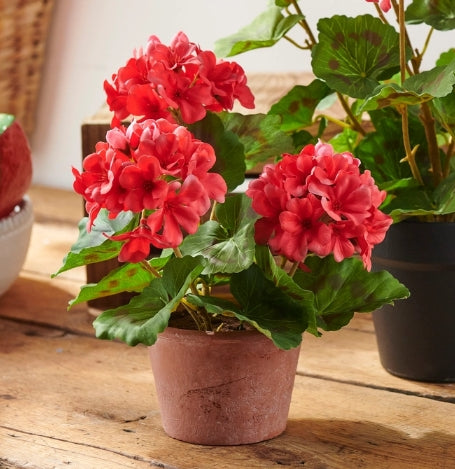 12" Potted Geranium Bush