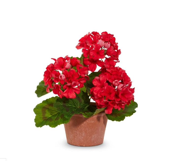 12" Potted Geranium Bush