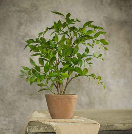 Potted Smilax Plant