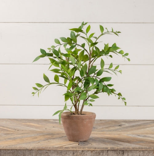 Potted Smilax Plant