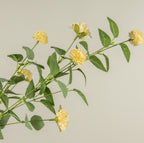 Yellow Mum Bush