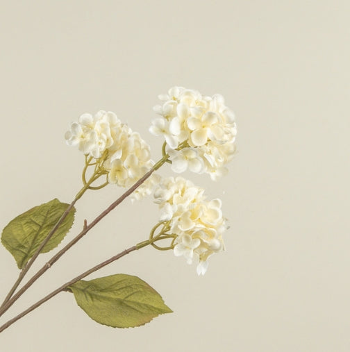 Pale Yellow Hydrangea Stem