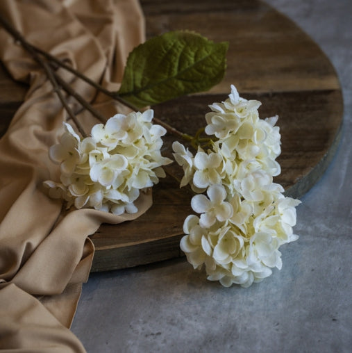 Pale Yellow Hydrangea Stem
