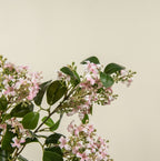 32" Pink Wild Blossom Spray