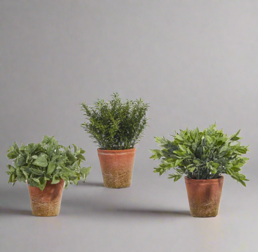 Soft Touch Potted Herb