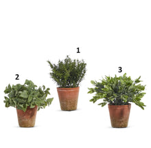 Soft Touch Potted Herb