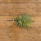 Whitewashed Boston Fern Bundle