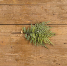 Whitewashed Boston Fern Bundle