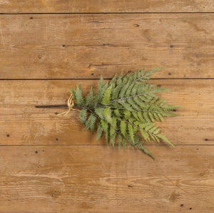 Whitewashed Boston Fern Bundle