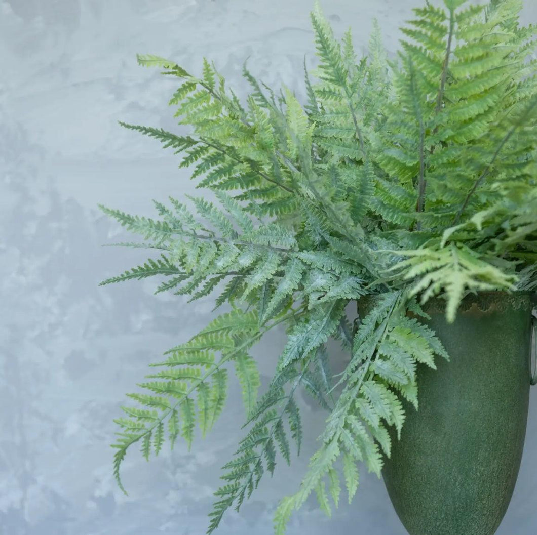 Whitewashed Boston Fern Bundle