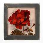 Geranium