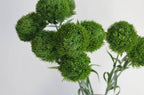 21.5" Dianthus Green Ball Fresh stem