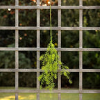 Asparagus Fern Stem