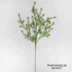 Asparagus Fern Stem