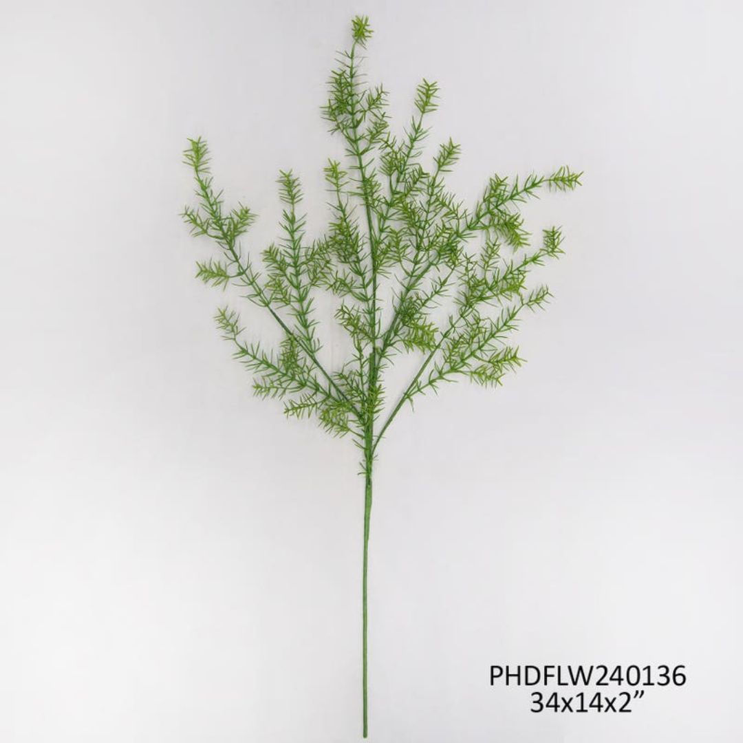 Asparagus Fern Stem