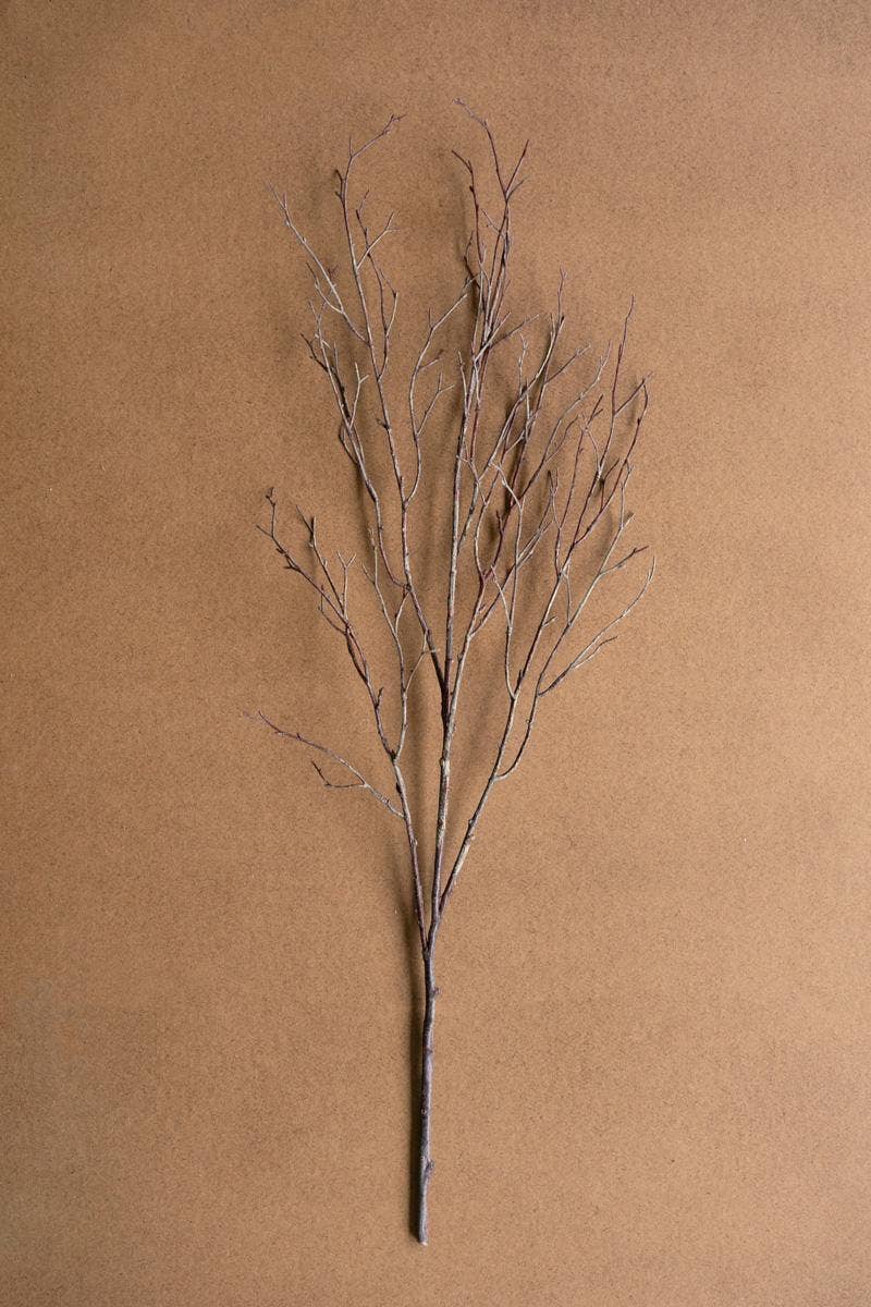 Birch Branch Stem