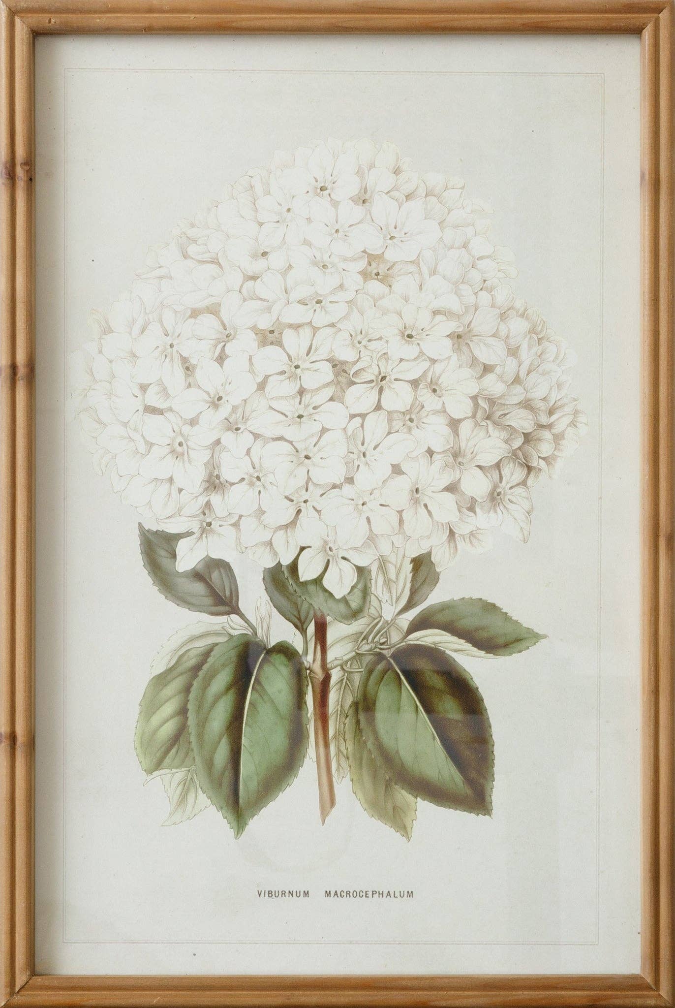 Framed Print - White Hydrangea (PC)