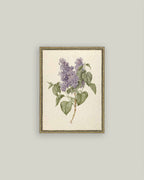 Lilac Branch Framed Antique Art