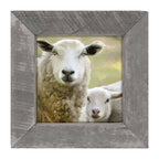 Sheep and Lamb