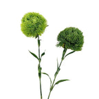 21.5" Dianthus Green Ball Fresh stem