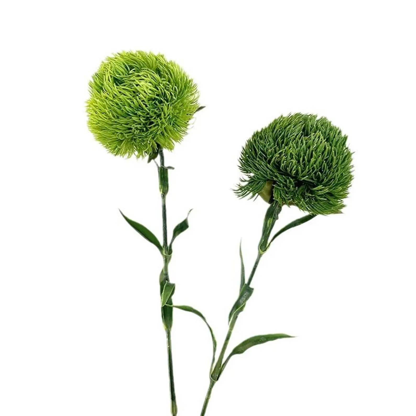 21.5" Dianthus Green Ball Fresh stem