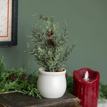 Conway Tree in Pot
