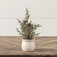 Conway Tree in Pot