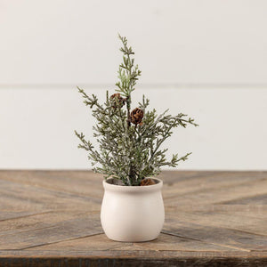 Conway Tree in Pot