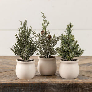 Conway Tree in Pot