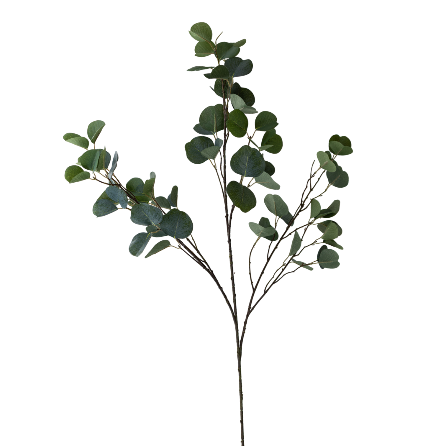 GR Eucalyptus 47"