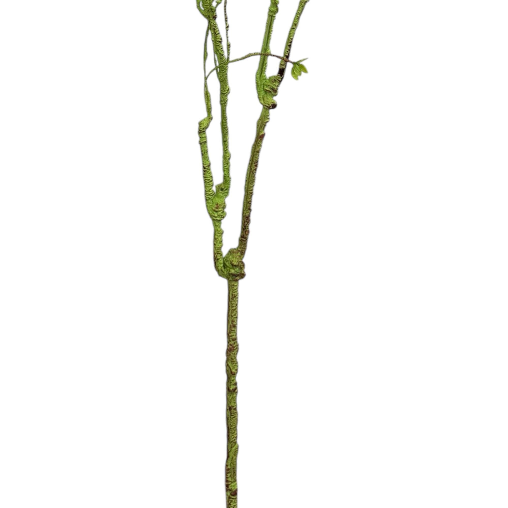 55"Curvy Sculptural Branch Stem