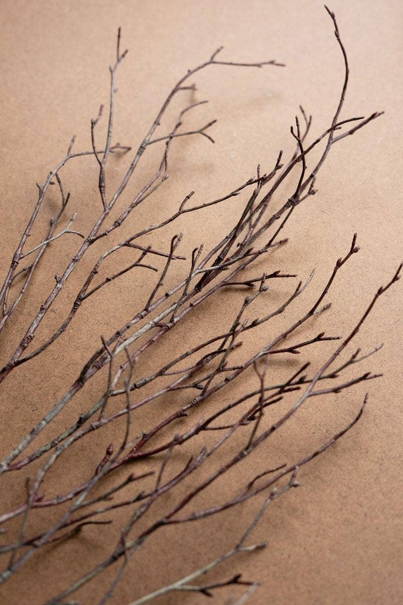 Birch Branch Stem
