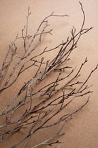 Birch Branch Stem