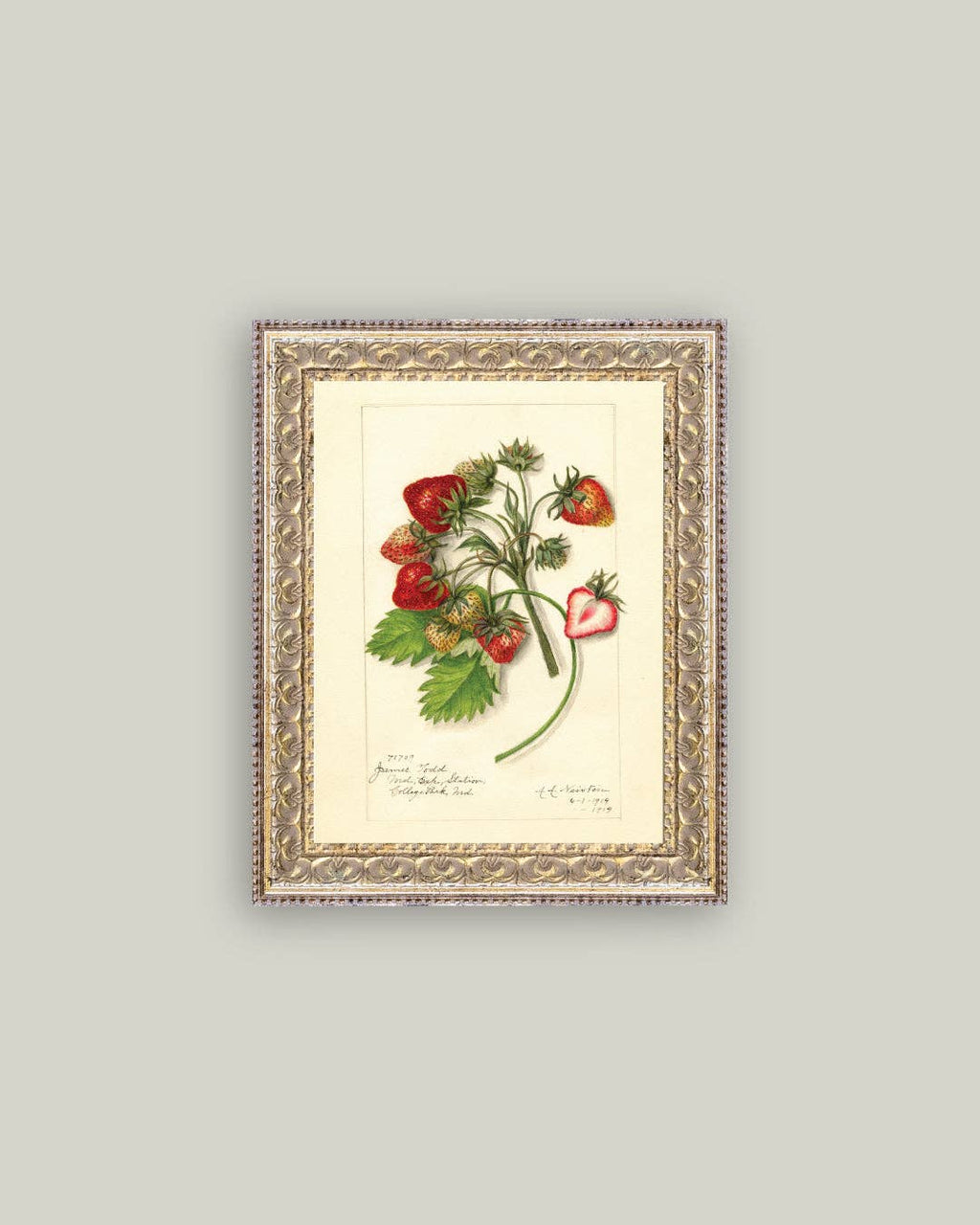 Study of Strawberries Framed Antique Art