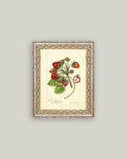 Study of Strawberries Framed Antique Art