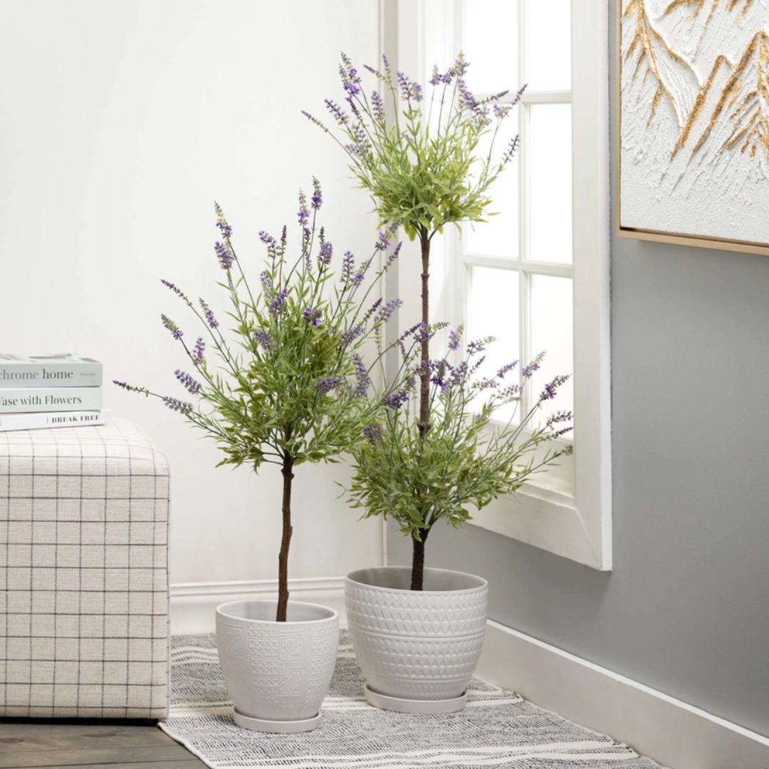 home lavender plant Double Lavender Topiary Plant – Cozy Cottage