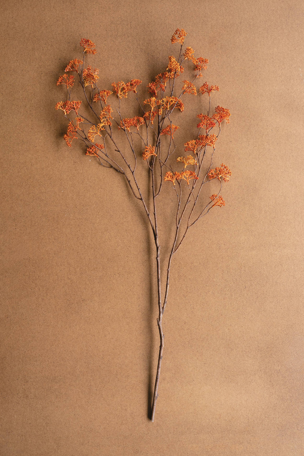 Rust Rice Flower Stem